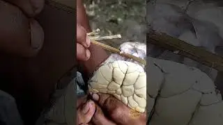 Bayi Kobra!