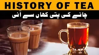 Tea History in Hindi & Urdu | Dastaan Media