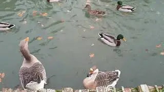 11.12.2023 Кормлю птиц в Parco Ducale, Parma