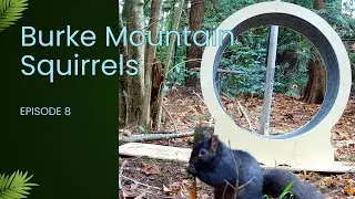 Burke Mountain Squirrels, Episode 8, Acrobatic And Hungry Squirrels #animals #wildlife #nature