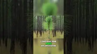 How Fire Revives Forests & Wildlife