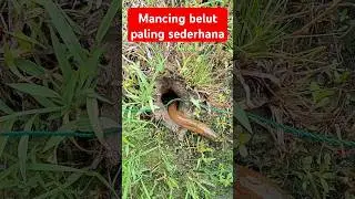 Begini cara mancing belut paling sederhana #shorts