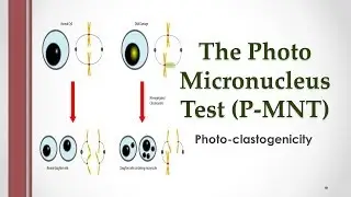 The Photo Micronucleus Test (P-MNT) / Photo-clastogenicity