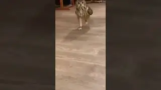 Running owl 🦉 #owl #owls #owlet #owllove