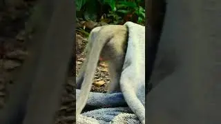 Oop! Haha monkey playing towel 😂🐵🥰