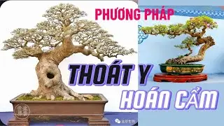 Kỹ Pháp “Thoát Y – Hoán Cẩm” Trong Nghệ Thuật Bonsai Lĩnh Nam#bonsai linh nam#nghe thuat bonsai