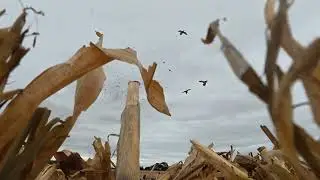 13 man limit of ducks field hunting in southern Ontario