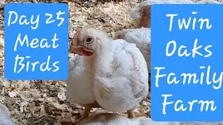 Follow The Farmer...Meat Chicken Barn...Day 25 Makin' Chicken Raisin' Cornish Rock Cross 