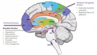 The Biology and the Principles of Trauma-Informed Care