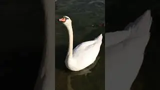 #Elegant #whiteswans | white #swan 🦢 | #shorts