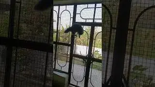 PERSIAN BILLA 😺