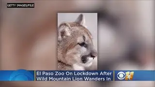 Texas Zoo On Lockdown After Mountain Lion Wanders Inside