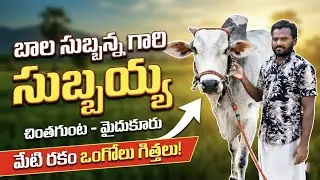 🚩నెల్లూరుజిల్లా చాకలికొండ సేద్యపు విభాగం 6జత బాలసుబ్బన్న గారి సుబ్బయ్య చింతగుంట 1824.3