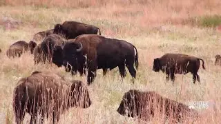 Meet The Folks Behind South Dakota&rsquo;s Annual Bison Roundup | NBC Nightly News