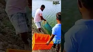 netting shrimp fishing #fishing #fish #netting