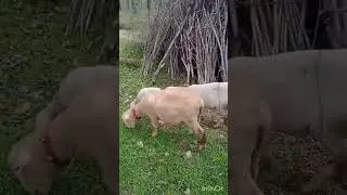 Marino White face Ram high quality #sheepfarming #viralvideo #corriedale #kashmiri #trending