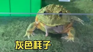 Gray mouse corners meets African bullfrog / 灰老鼠拐角遇到非洲牛蛙 , warning live feeding