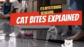 The truth hidden behind why cats bite your hands and feet🐱