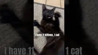 Cute kittens for you Scott frenzer