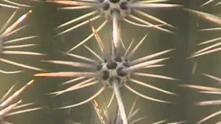 Desert Plant Adaptations.avi