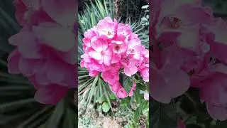 #music #природныепейзажи #travel #summer #лето #природа #love #nature #happy #flowers #цветы