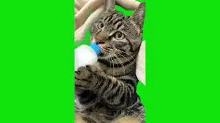 Cute Cat Drinking From Bottle Meme Chroma Key Green Screen Template