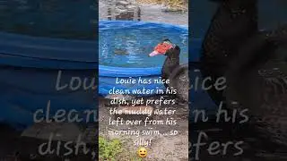 Daily Duck Diary with Louie #duck #ducks #nature #smile #relaxing #birds #florida #muscovyduck #joy