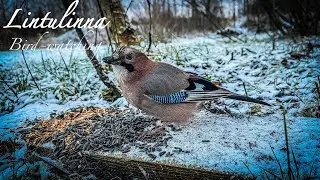 #birds #asmr #nature #birdwatching #wildlife #birdsounds #videoforcats