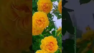 Beautiful natural flowers #flowers #roseflowergarden #nature #viral#trading#youtubeshorts #natural