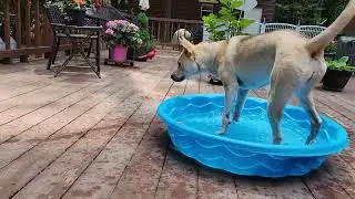 German Shepherd, Lab, Husky, Malamute, Pitbull, Canadian Eskimo, Chihuahua mix. Pool Time!
