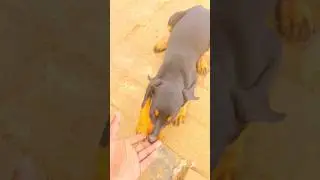 मस्ती भरी सुबह: दौड़, लकड़ियां, और डॉरमैन की शरारतें!&rdquo;😀 #minivlog #shortvlog #funny #shorts