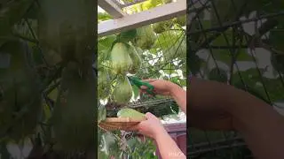 Chayote squash.  How do you cook it?  #149