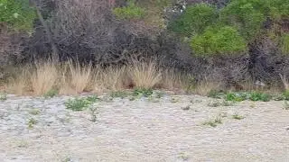 Tammar wallaby on Garden Island, Western Australia