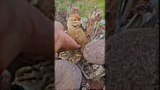 Teetar Breeding #teetar #birds#naturelovers