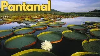 Exploring the Pantanal: World's Largest Tropical Wetland