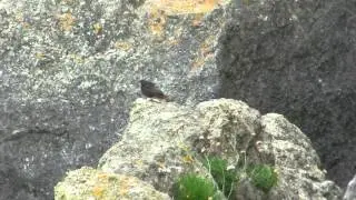 black redstart