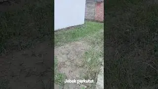 Jebak Perkutut Pakai Pulut lidi Di Sebelah rumah #pikatburungmania #perkutut  #pikatanburung