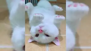 KU KIRA ANAK MAMA GA TAUNYA ANAK MACAN 😻