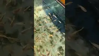 Fish eat dead skin #fish #shorts