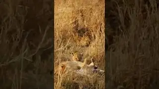Big Brother Lion Wants to Play With His 2 Cute Little Lion Brothers