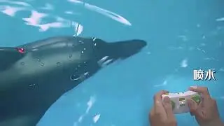 Testing the Waters with our Remote Control Dolphin | RC Dolphin Review