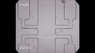 Oscilating D2O Ice Interface