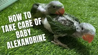how to take care of baby alexandrine parrot #babyparrot #parrot #alexandrine #birdcare #birds #pets