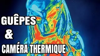 Guêpes & Caméra Thermique