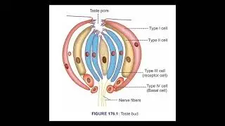 Taste Bud Structure | Types of Cells in Taste Bud | NEET & Medical Students..#anatomy with love