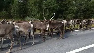 Irvasi