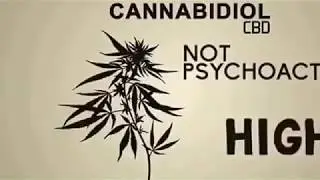 Where Can I Buy Cbd Oil Near Me