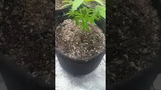 Tent Talk : Update Video 