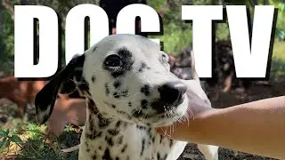 Daycare for your dog! 🐶 10 HOURS Video for Dogs To Watch 🐾 🐶 Anti Anxiety for Dogs Home Alone