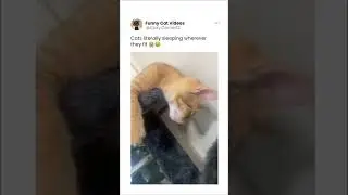 Animals and birds videos from the social media part 1      #buymote